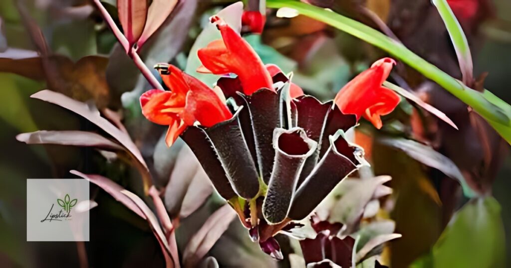 Black Pagoda Lipstick Plant