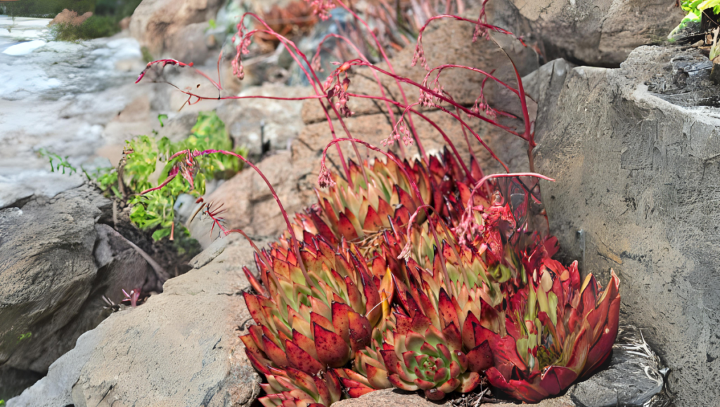 The Varied beauty of Lipstick Plants